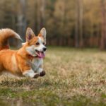 A Guide to Finding the Perfect smallest dogs