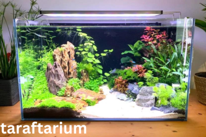 A Guide to Finding the Perfect Place for Your Aquarium taraftarium