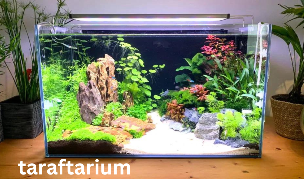 A Guide to Finding the Perfect Place for Your Aquarium taraftarium