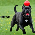 How to Maintain a cane corso for Optimal Performance