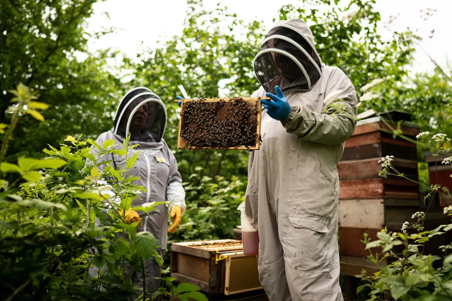 How to Get Started with kate middleton beekeeping hobby