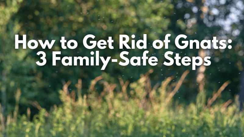 How to Get Rid of how to get rid of gnats